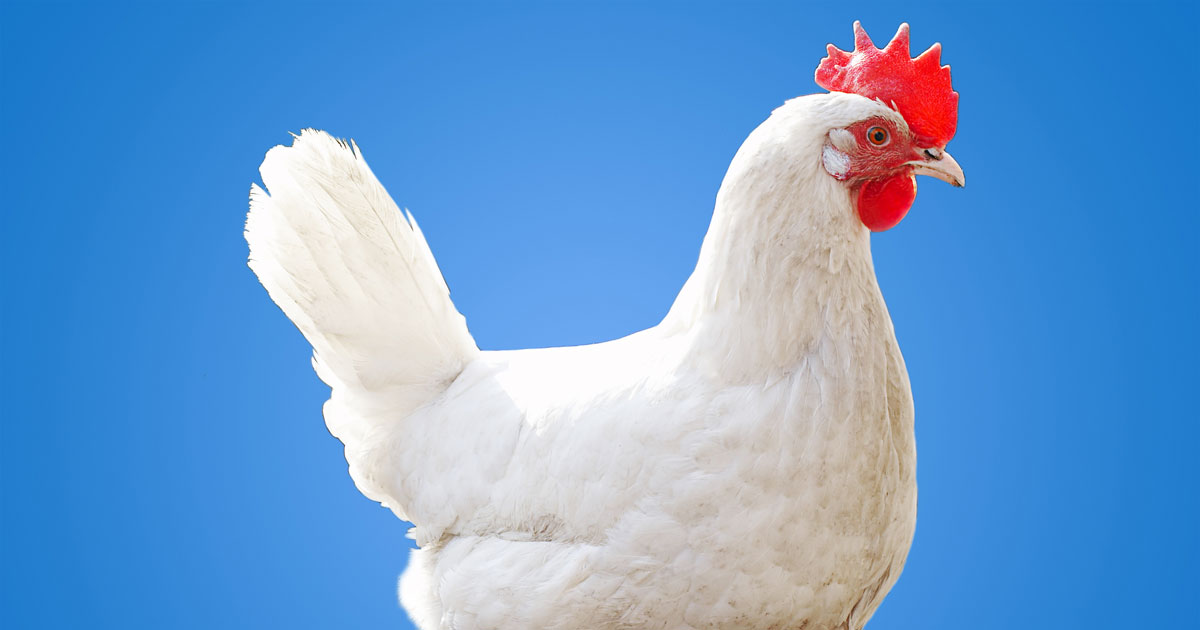 Progress! Nation's Second-Largest Grocer Goes Cage-Free Following MFA Campaign