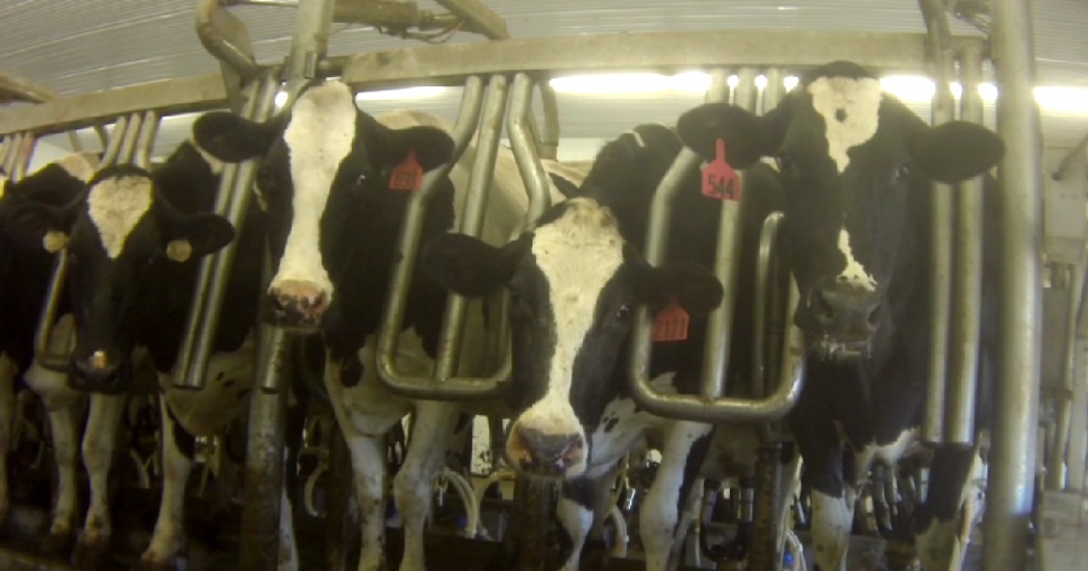 Are Dairy Farms Destroying the Great Lakes? Mercy For Animals