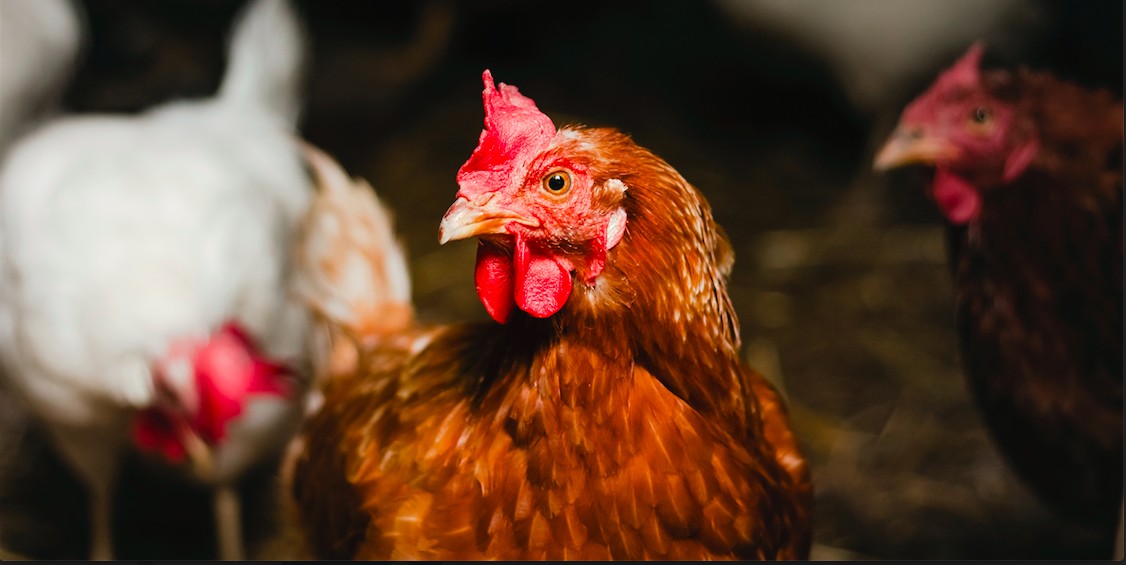 ShopRite Announces Cage-Free Egg Policy Following MFA Investigation