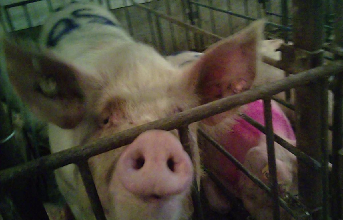VIDEO: Shocking Pig Abuse Exposed at SPAM Makerâ€™s Supplier