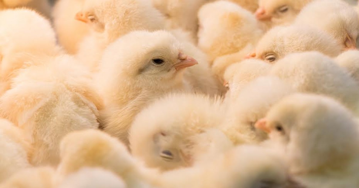 MAJOR! 95 Percent of All Egg Producers Will Stop Male Chick Culling by