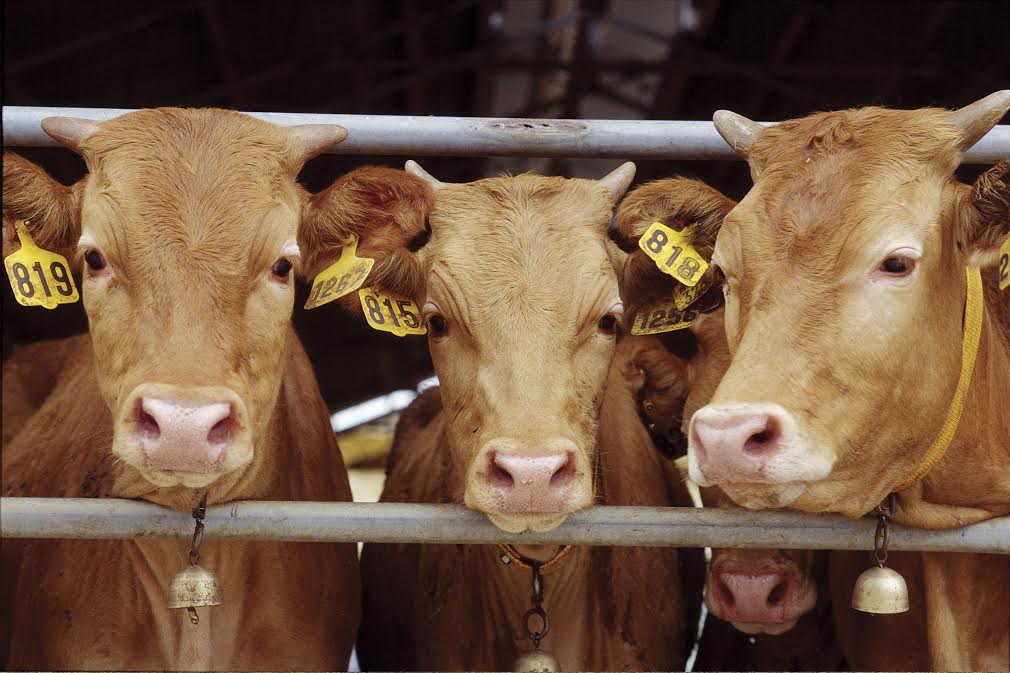 USDAâ€™s New Warning Label: Beef Could Make You Sick