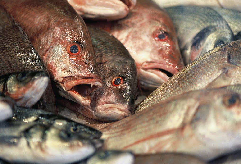 Fish Can Recognize Faces: Will You Stop Eating Them Now?