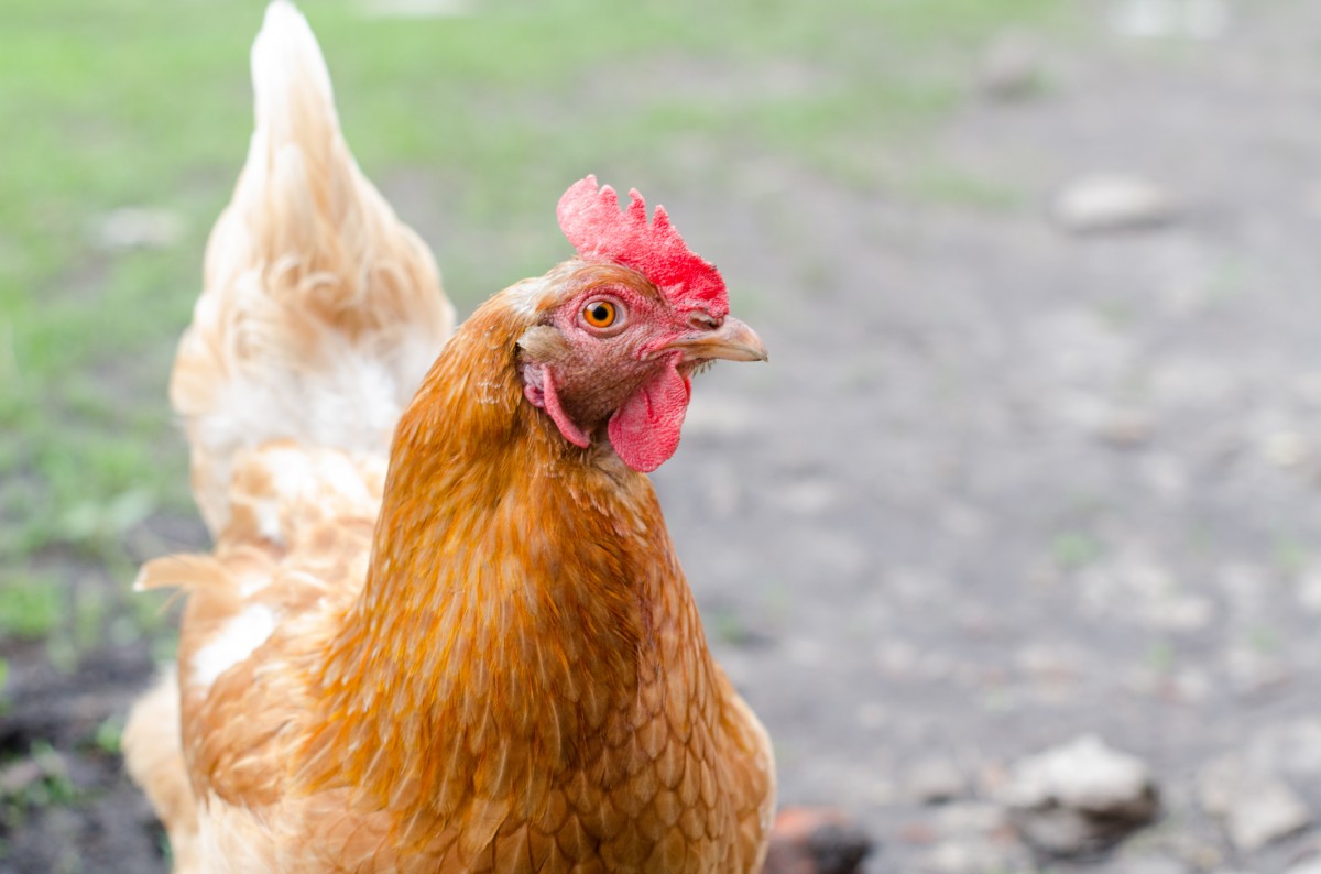 Bill Gates Plans to Donate 100K Chickens to People in Poverty. Hereâ€™s Why Thatâ€™s a Bad Ideaâ€¦