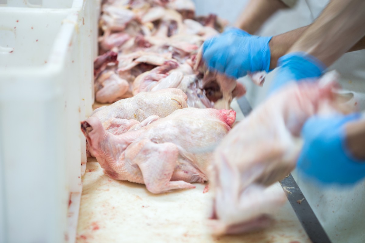 New Government Report: Meat Industry Is One of the Most Dangerous for Workers