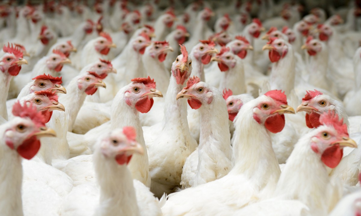 How Switching to Chicken Hurts More Animals