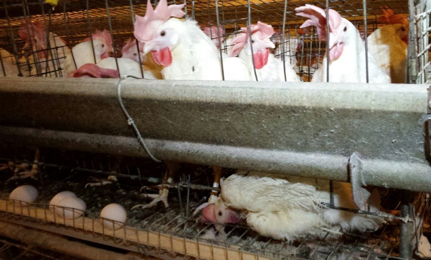 Heartbreaking Abuse at Egg Farm Owned by Notorious Animal Abuser (VIDEO)