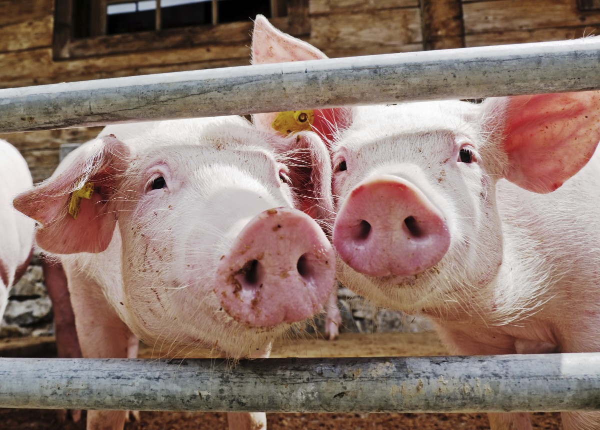 Donâ€™t Be Fooled: Meat Industry Pays for Studies Claiming Meat Is Healthy