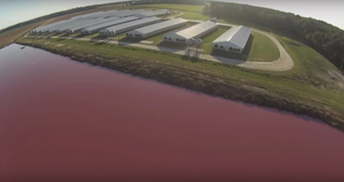 North Carolina Factory Farms Produce 15,000 Olympic Poolsâ€™ Worth of Urine and Feces